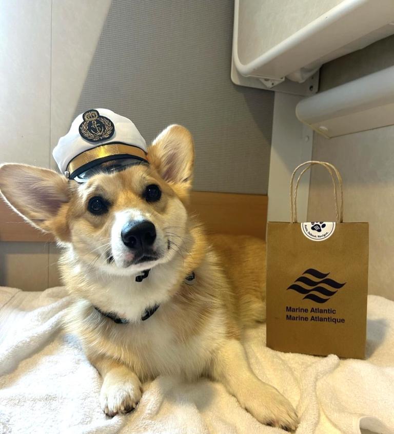 sailor corgi