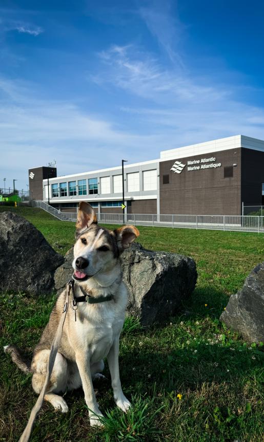 dog in front of building