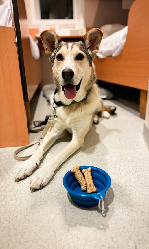 dog in pet cabin