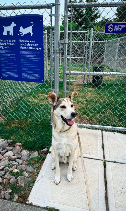 dog in front of fence